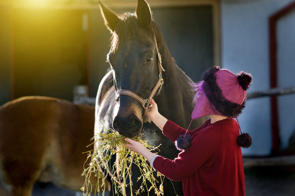 Alfalfa Hay for Horses Zuzu Agriculture