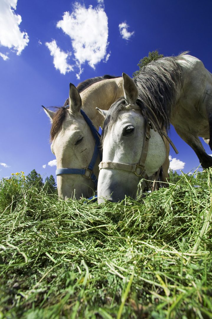 Alfalfa Hay for Horses Zuzu Agriculture