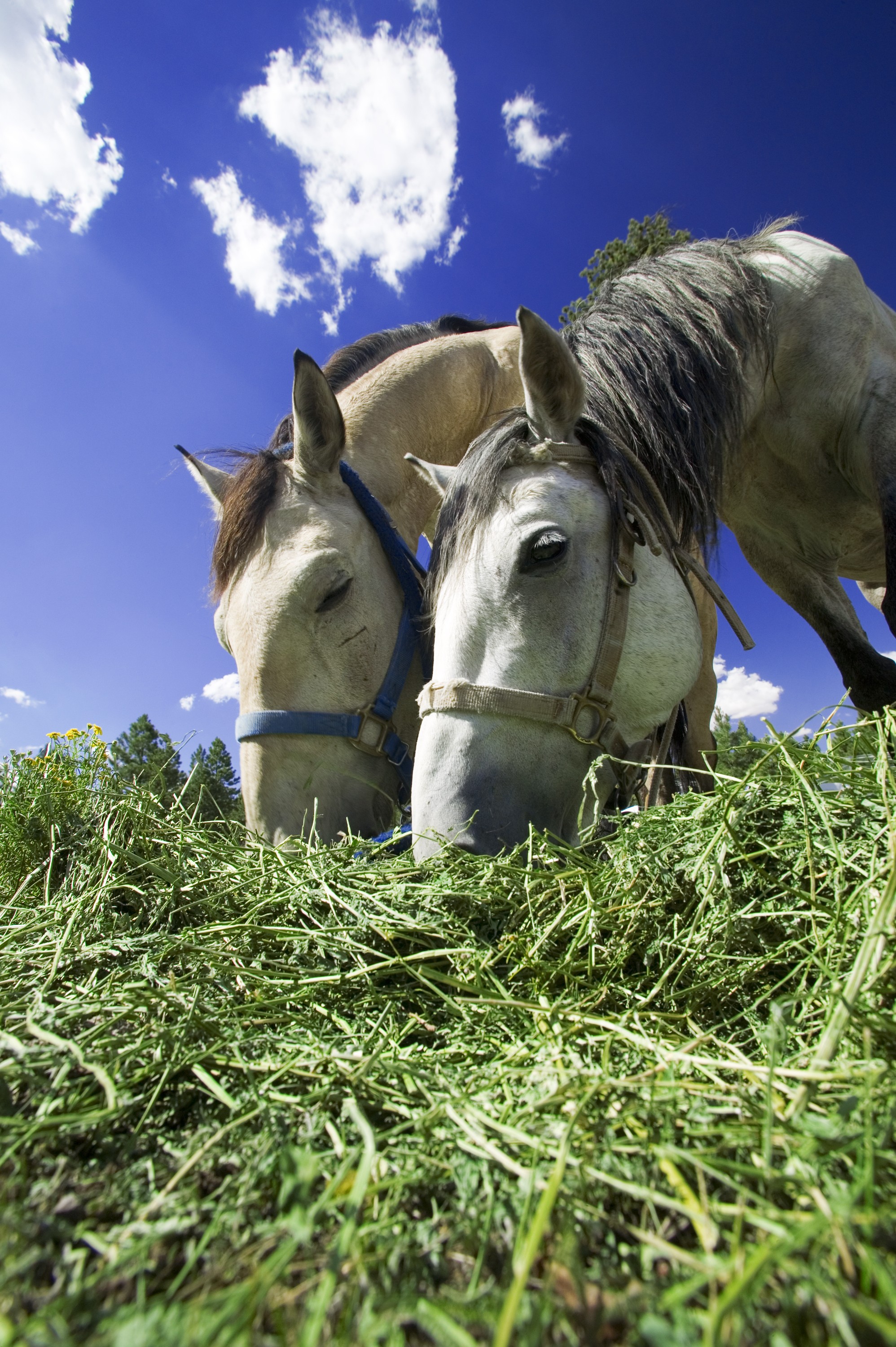 Alfalfa Hay for Horses Zuzu Agriculture